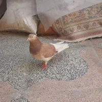کبوتر