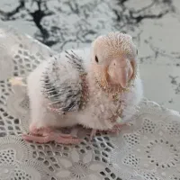 جوجه سرلاکی