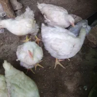 200تامرغ گوشتی