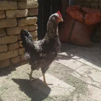 خروس