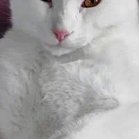 پرشین ـ اسکاتیش|گربه|رشت, منظریه|دیوار