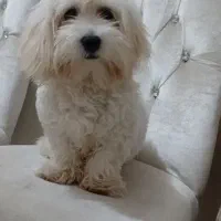 سیتزو ۷ ماه