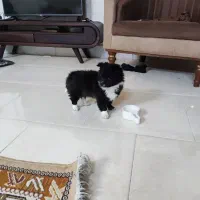 سگ توله پامر اشپیتز نر