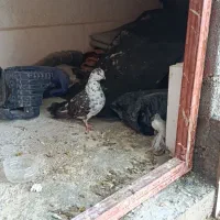 کفتر یا کبوتر