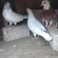 کبوتر پرشی|پرنده|رشت, پسیخان|دیوار