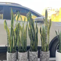 سانسوریا ابلغ. ابلق.گل آپارتمانی