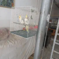 عروس هلندی جوان وزیبا