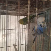 مرغ عشق انگلیسی مولد