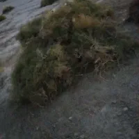 خار