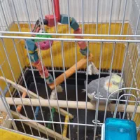 عروس هلندی سخنگو دارم