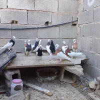 12عدد کبوتر رنگی|پرنده|جهرم, |دیوار