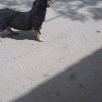 سگ روت وایلر