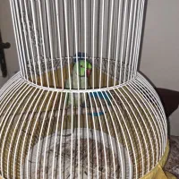 طوطی