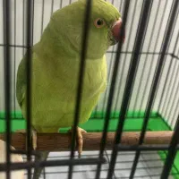 فروش طوطی ۹ ماهه ملنگو