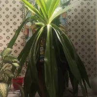 فروش گل|گل و گیاه طبیعی|شیراز, جوادیه|دیوار