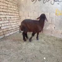 بره ماده افشار17کیلوزرینشهر