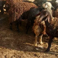 بره نره ماده|حیوانات مزرعه|نوشین شهر, |دیوار