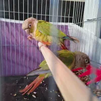 بازرگانی امیر پرنده زینتی