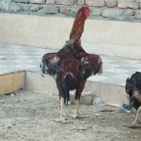 مجسمه دست ساز خروس لاری