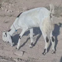 بز جوان لنگه 3 قلو با بزغاله ماده|حیوانات مزرعه|دره شهر, |دیوار