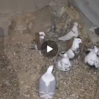 سلام فروش کبوتر