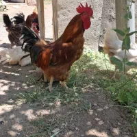 خروس