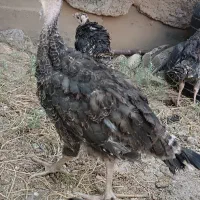 جوجه بوقلمون برنز