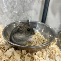 همستر کمپل|موش و خرگوش|رباط‌کریم, نصیرشهر|دیوار