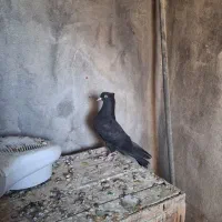 کبوتر زاغ ابادانی