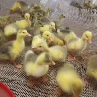 فروش جوجه‌دورگه‌ محلی‌غاز قوغاز