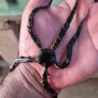 ..ابشورماهی و ..mahi|ماهی|تهران, جوادیه تهرانپارس|دیوار