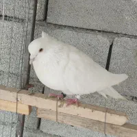 کبوتر|پرنده|ماکو, |دیوار