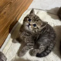 گربه اسکاتیش گلد انفولد