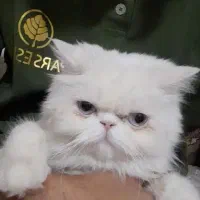 گربه پرشین ماده چشم ابی