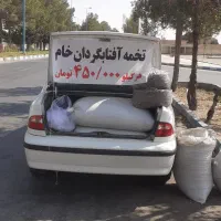 تخمه آفتابگردان  خام تازه  درشت