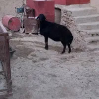 قوچ قره قزل