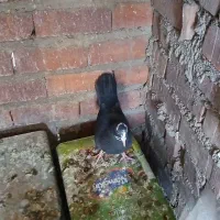 کبوتر پلنگ|پرنده|ماهان, |دیوار