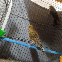 قناری سبز نر و ماده|پرنده|برخوار, |دیوار