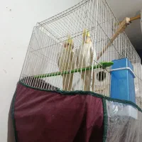 یک جفت عروس هلندی