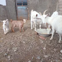 بز و چبش سانن