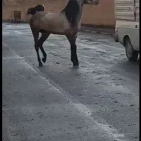 نریان دو سر کرد