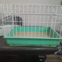 قفس خوکچه هندی.خرگوش