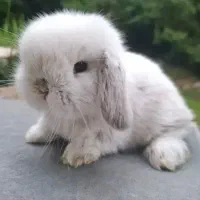 موش و خرگوش