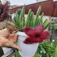 افوربیای قرمز پر شاخه|گل و گیاه طبیعی|رشت, تازه آباد|دیوار