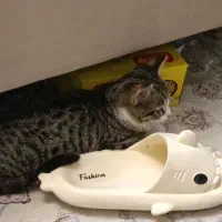 واگذاری گربه dsh