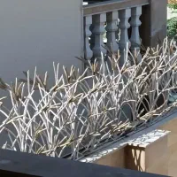 پخش شاخ گوزنی|مصالح و تجهیزات ساختمان|آمل, |دیوار