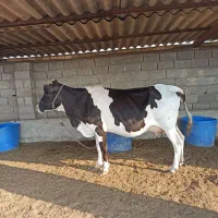 گاو با گوساله