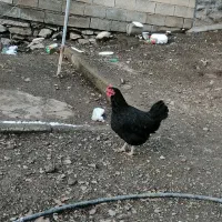 مرغ محلی|حیوانات مزرعه|نمشیر, |دیوار