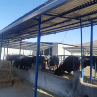 استخدام کارگر گاوداری