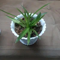 گل گندمی آپارتمانی زیبا و سر حال|گل و گیاه طبیعی|ملایر, |دیوار